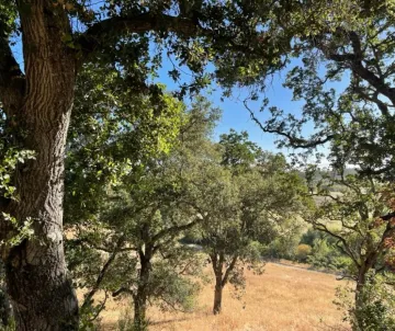 oak woodland in summer with golden hills