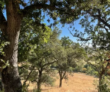 oak woodland in summer with golden hills