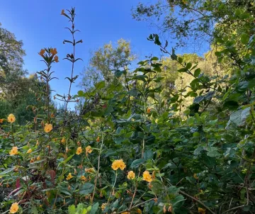 Monkeyflowers in foreground, oak woodland in background, deep blue sky