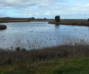 Wide view of lake with birds at dusk. 