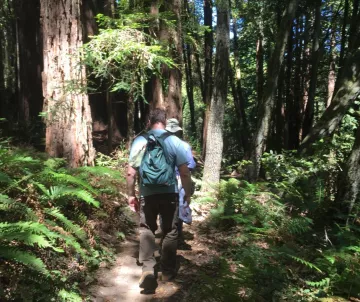 two hikers from back in bright forest, ferns on both sides