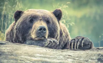 Brown Bear