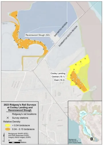 Ridgway's Rail Surveys
