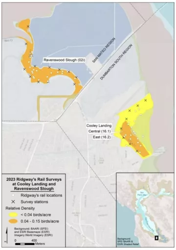 Ridgway's Rail Surveys