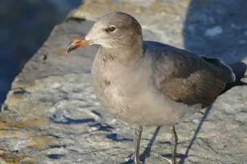 Gull