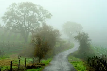misty forest
