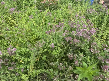 ‭ Flowering oregano bushes at Mack Park Farm (Salem, MA).