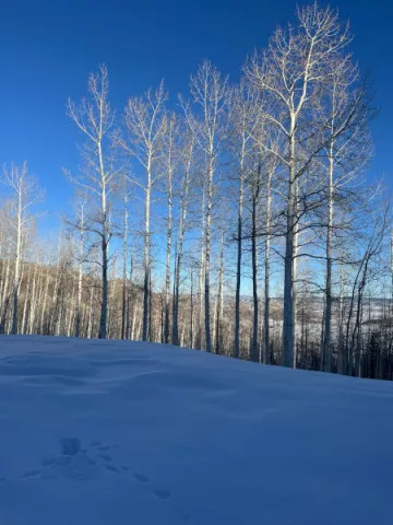solstice-bare-trees