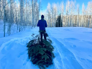 solstice-dragging-tree