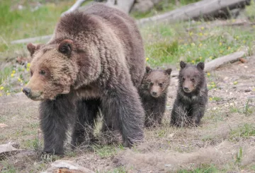 Grizzly Bears Yellowstone
