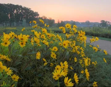 Flowers by Chris Johnson