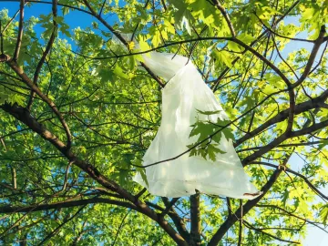 Plastic bag caught in a tree.