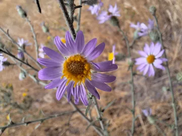 purple flower, hoary aster