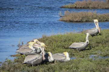 Pelicans in Bolsa Chica