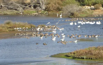 Waterfowl in Bolsa Chica