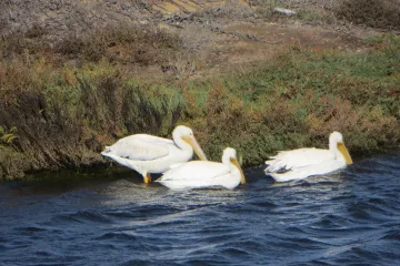 White Pelicans in Bolsa Chica