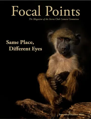 Young brown baboon sitting upright with a black background