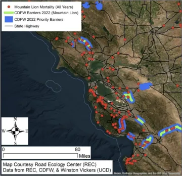 Fatal Mountain Lion collisions in the Bay Area