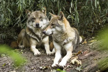Two gray wolves in front of foliage