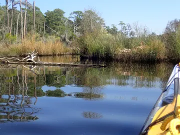 wetland, Goose Creek St Park, NC