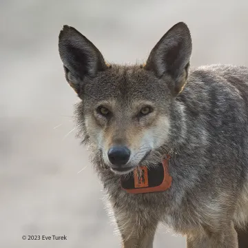 Red Wolf, father