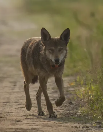 Red wolf trotting