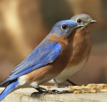 Bluebirds