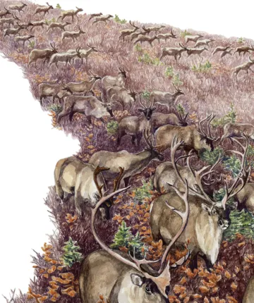 Illustration shows dozens of caribou grazing.