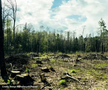Forest clearcutting