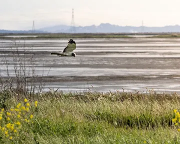 bird flying in wetlands
