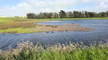 Green Island wetlands with birds