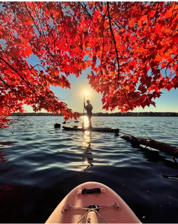 A paddleboarder stands on their board in the middle of Edinboro Lake beneath a vibrant Red Maple tree, backlit by the autumn sun.