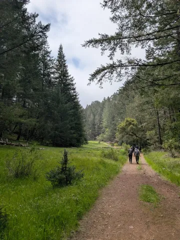 Mt Tam Laurel Dell