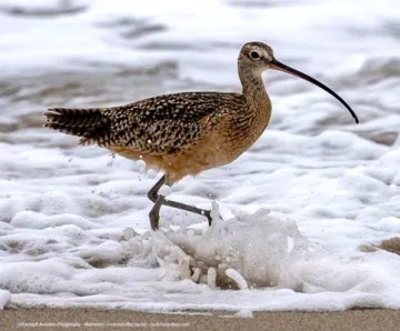 Sandpiper