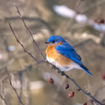 Blue Bird in Winter Square