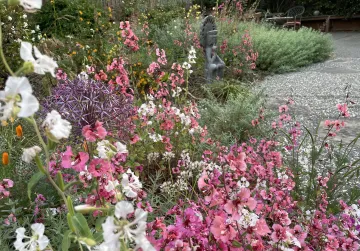 pink clarkia with lush green fuchsia leaves in background