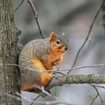 Squirrel Square