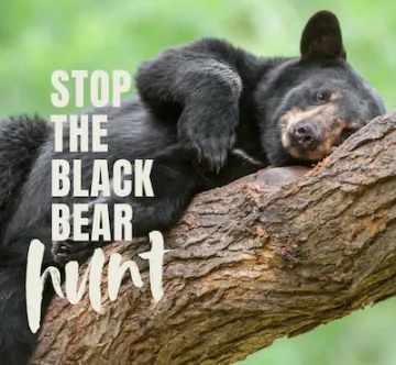 black bear 2