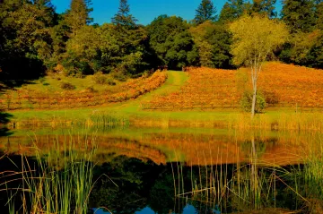 view of lake and grapes