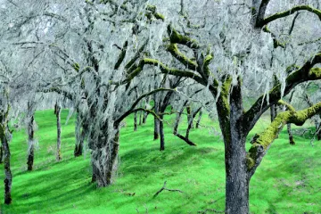 Trees