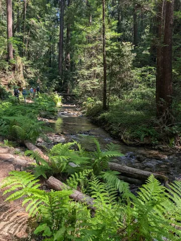 Fall Creek Redwoods