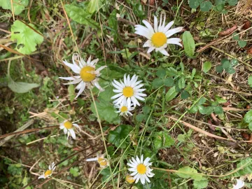 Wild Flowers