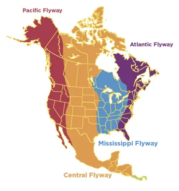 Pacific Flyway for migratory birds