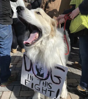 A four-legged protestor at a Hands Off Rally in Duluth, 2025  Photo Credit: Tom Thompson