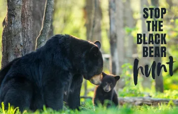 black bears