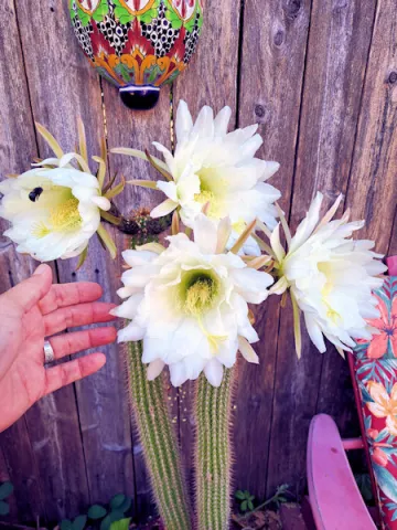Cactus blooms