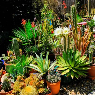 Succulents w/ blooms