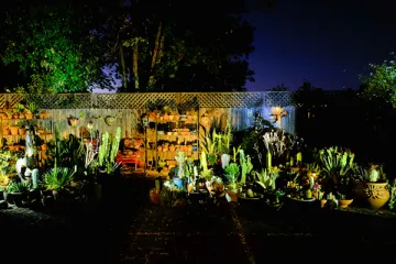 Succulents at night
