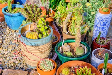 Small group of succulents