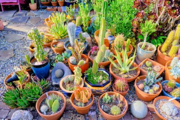 Succulents small group